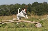 FOX TERRIER POIL LISSE 134